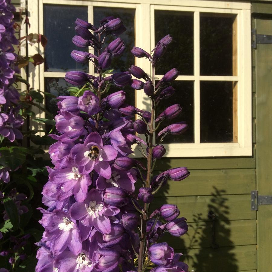 Pomona Bed and Breakfast Lowick Green Exteriör bild